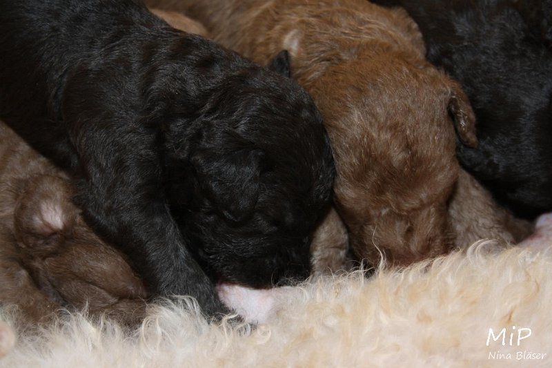 2011-05-15 Puppies Candy & Svet (2).jpg